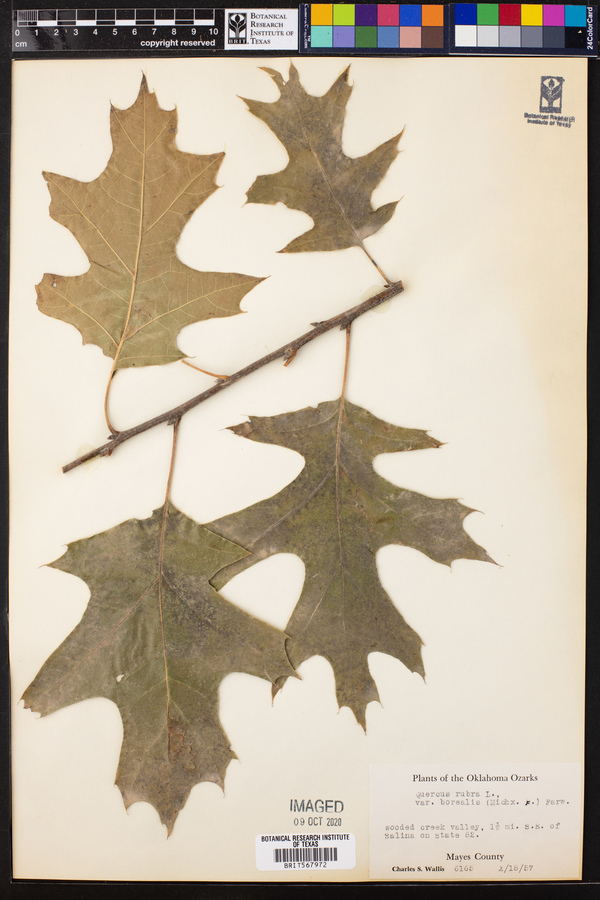 Quercus rubra var. borealis image