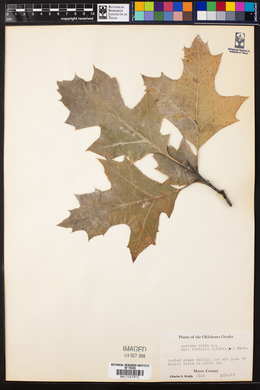 Quercus rubra var. borealis image