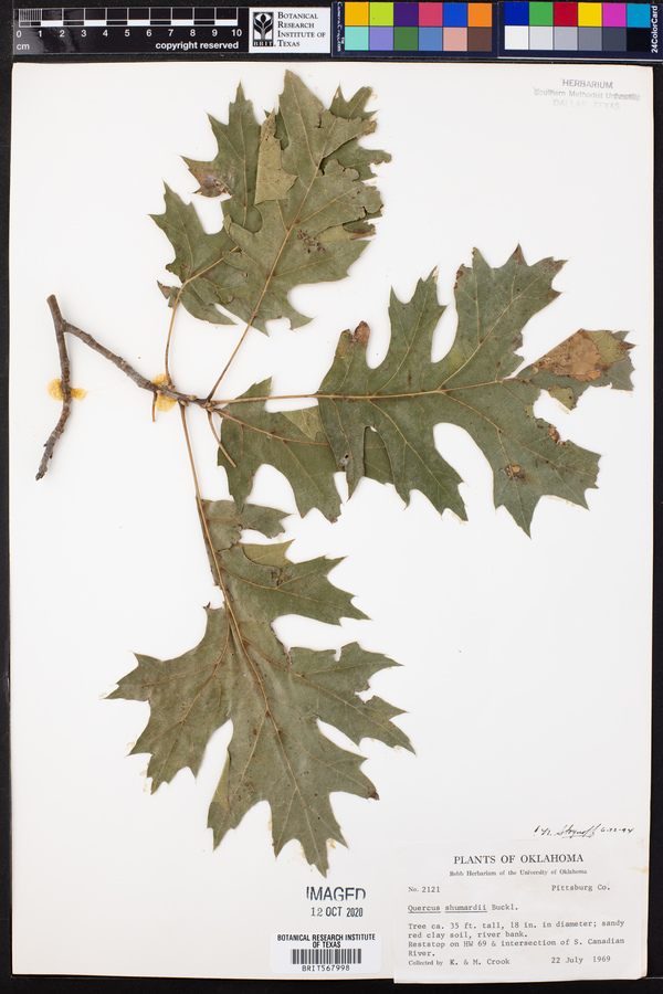 Quercus shumardii image