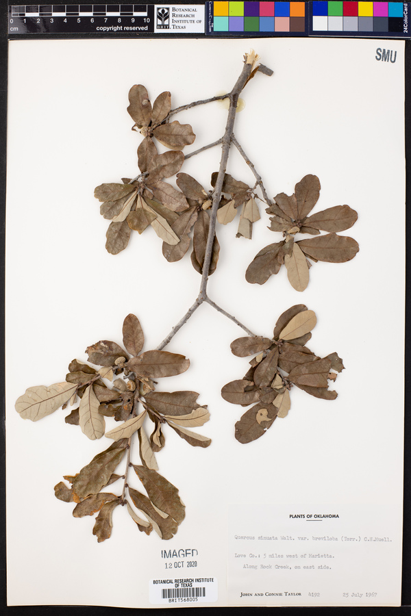 Quercus sinuata image