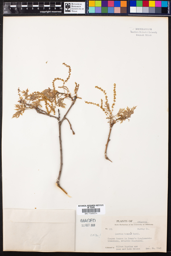 Quercus texana image