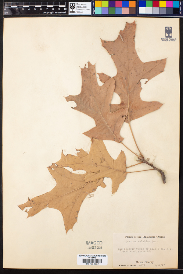 Quercus vellifera image
