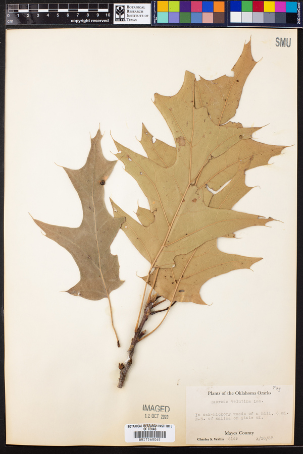 Quercus velutina image