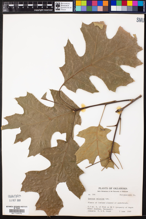Quercus velutina image