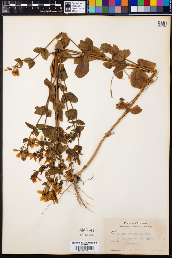 Sabatia angularis image