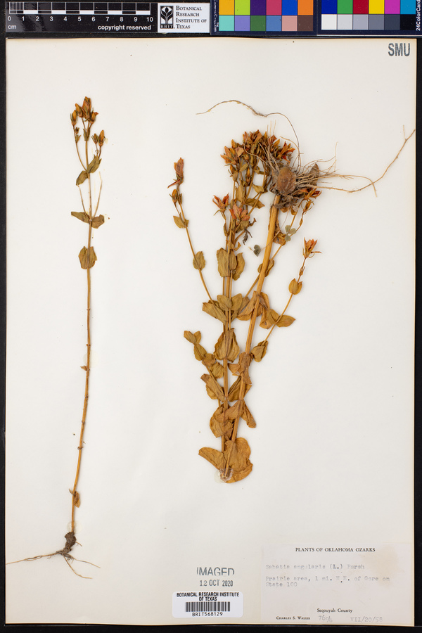 Sabatia angularis image