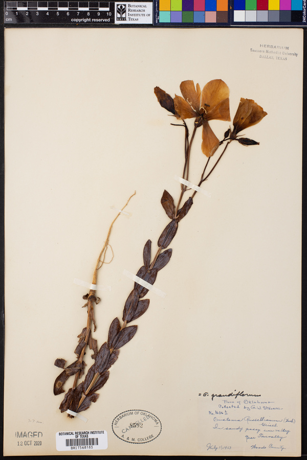 Eustoma grandiflorum image