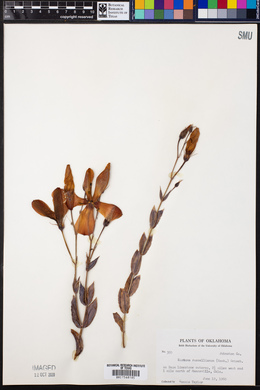 Eustoma exaltatum ssp. russellianum image