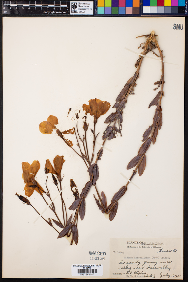 Eustoma exaltatum ssp. russellianum image