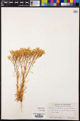 Centaurium beyrichii image