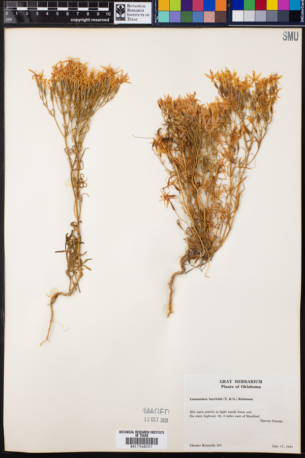 Centaurium beyrichii image