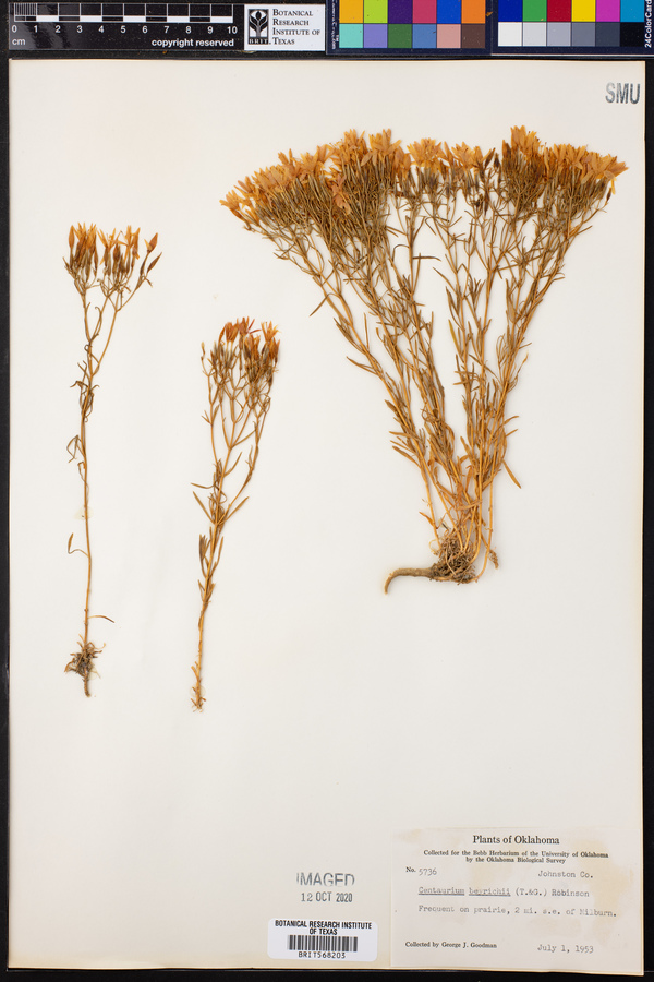 Centaurium beyrichii image
