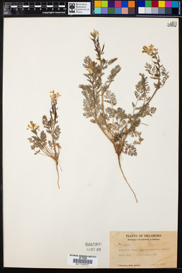 Corydalis aurea ssp. occidentalis image