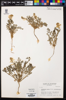 Corydalis aurea ssp. occidentalis image