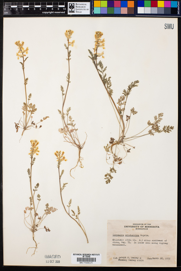 Corydalis crystallina image