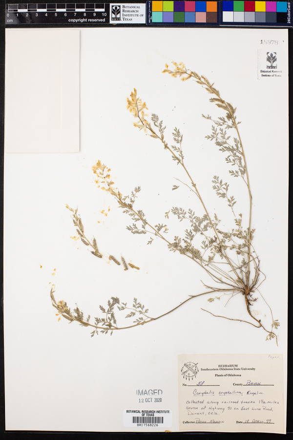 Corydalis crystallina image