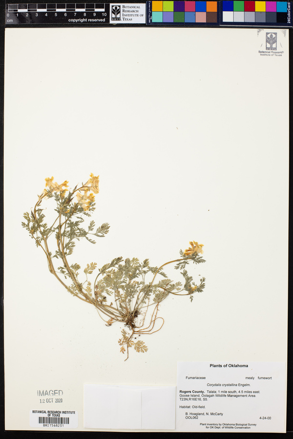 Corydalis crystallina image