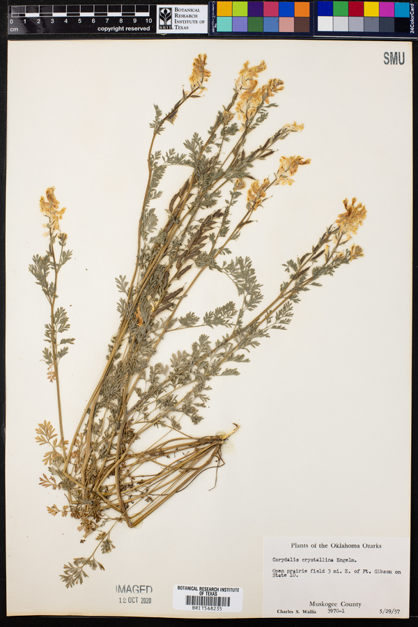 Corydalis crystallina image