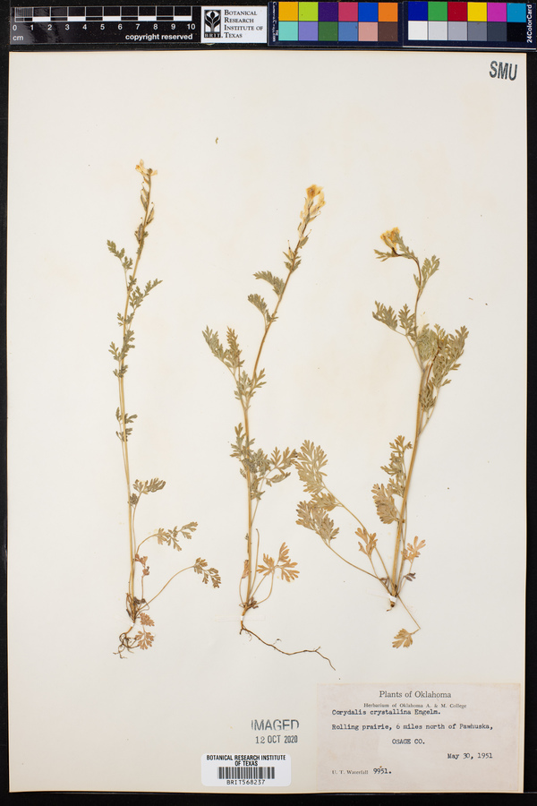 Corydalis crystallina image