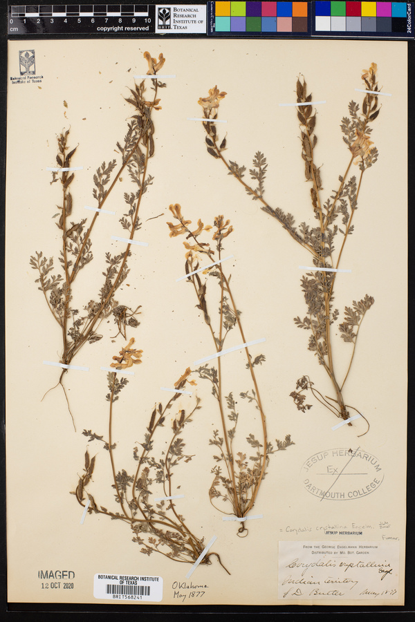 Corydalis crystallina image