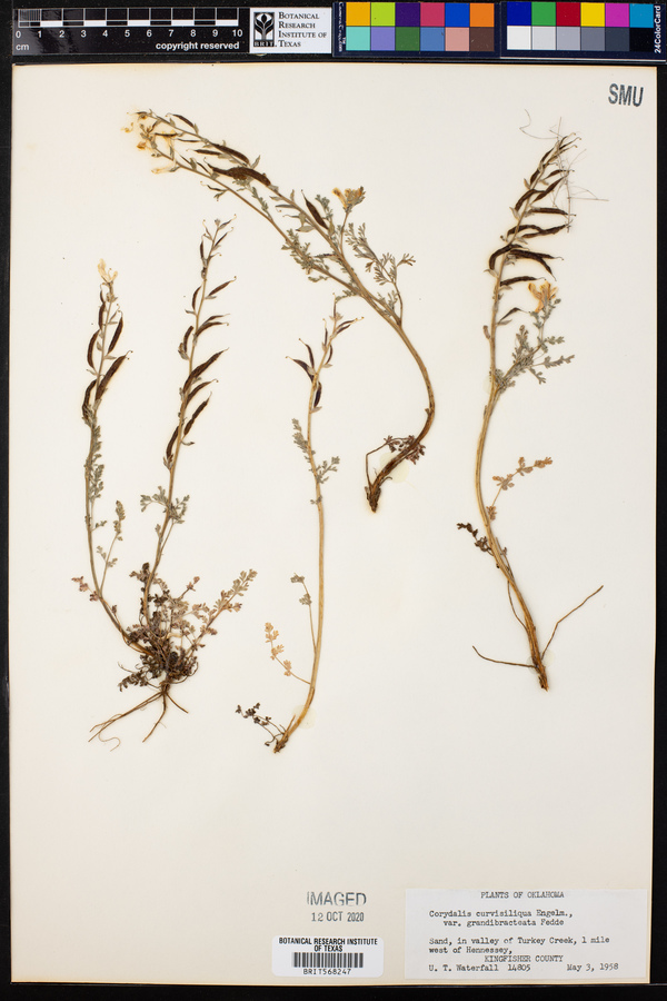 Corydalis curvisiliqua image