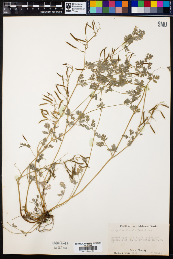 Corydalis flavula image