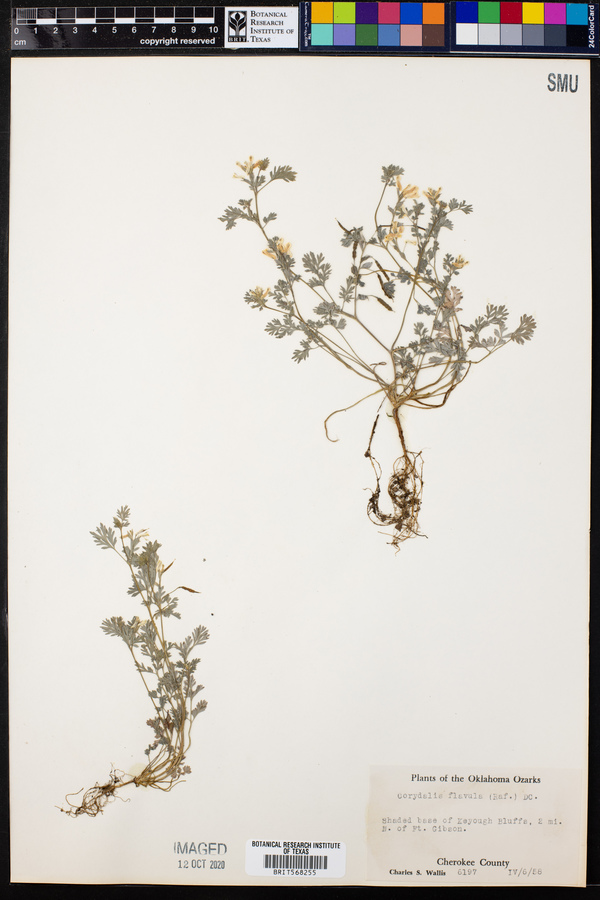 Corydalis flavula image