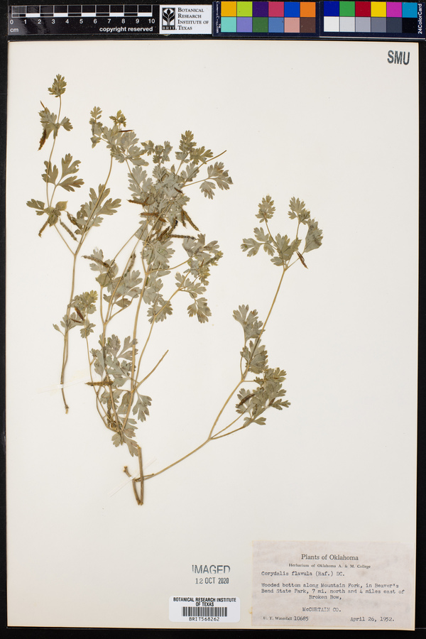 Corydalis flavula image