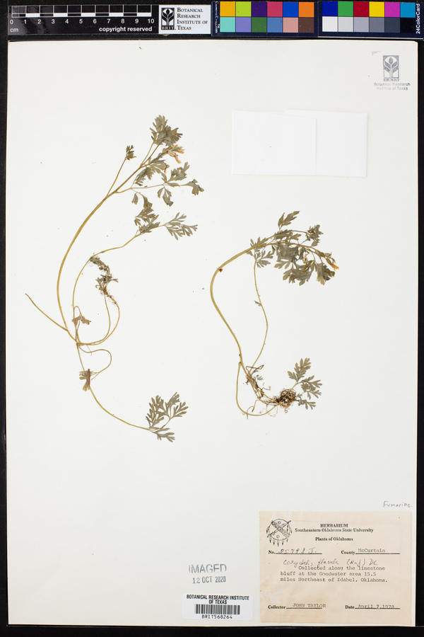 Corydalis flavula image