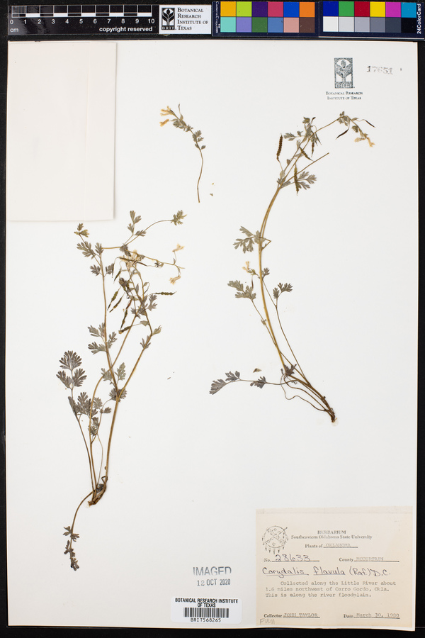 Corydalis flavula image