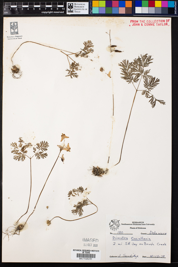 Dicentra image