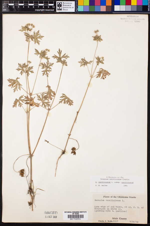 Geranium carolinianum var. carolinianum image