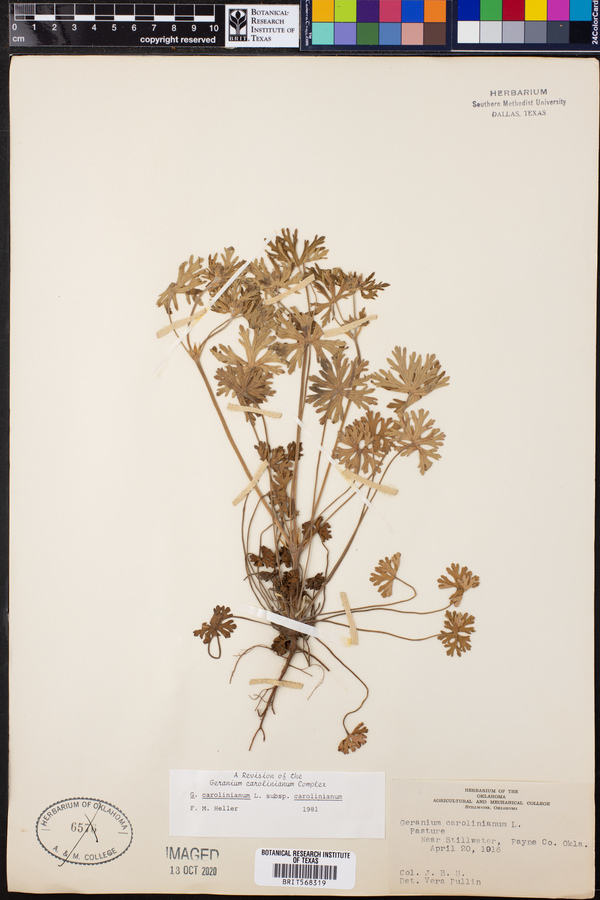 Geranium carolinianum var. carolinianum image