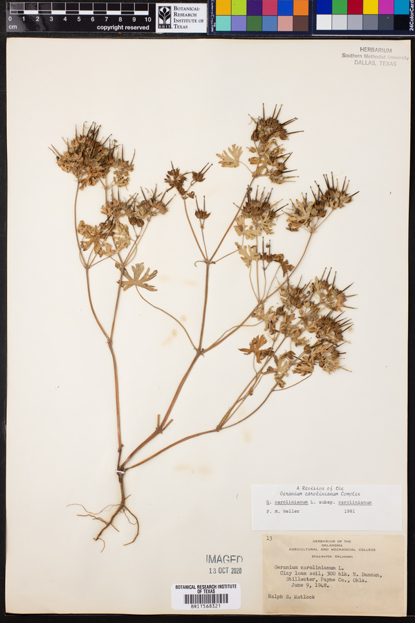 Geranium carolinianum var. carolinianum image