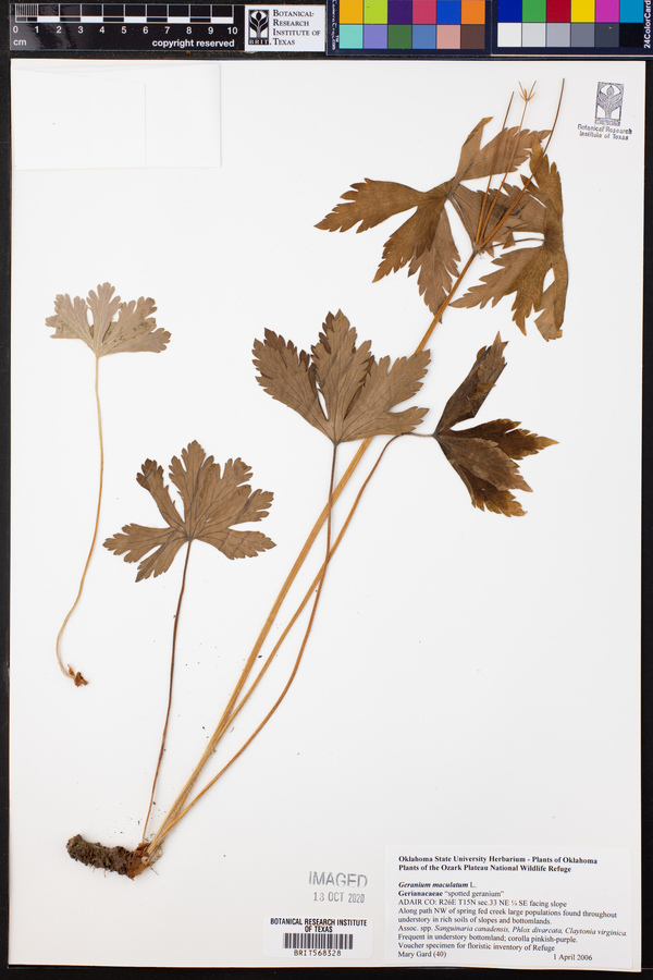 Geranium maculatum image