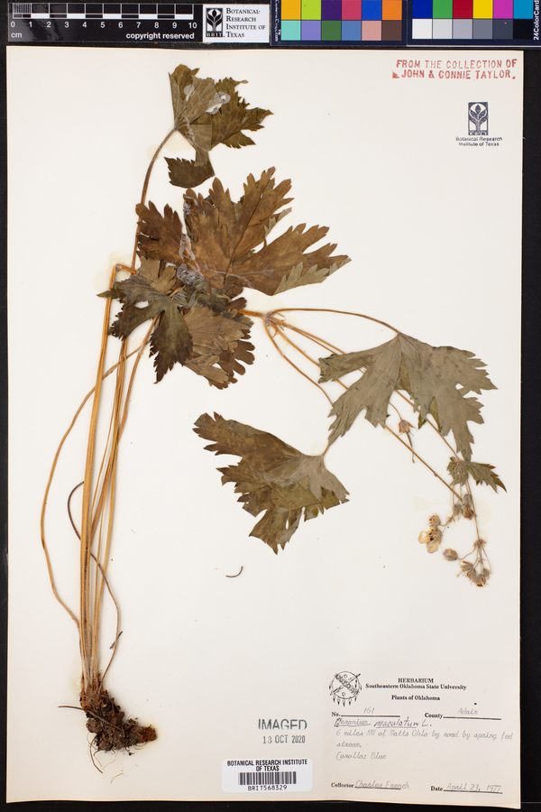 Geranium maculatum image