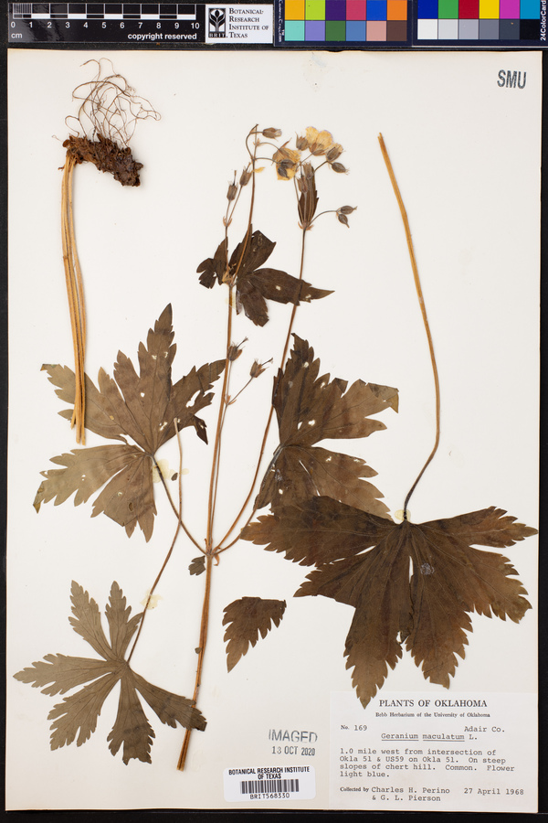 Geranium maculatum image
