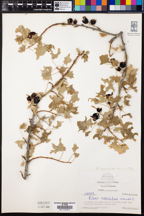 Ribes aureum var. villosum image
