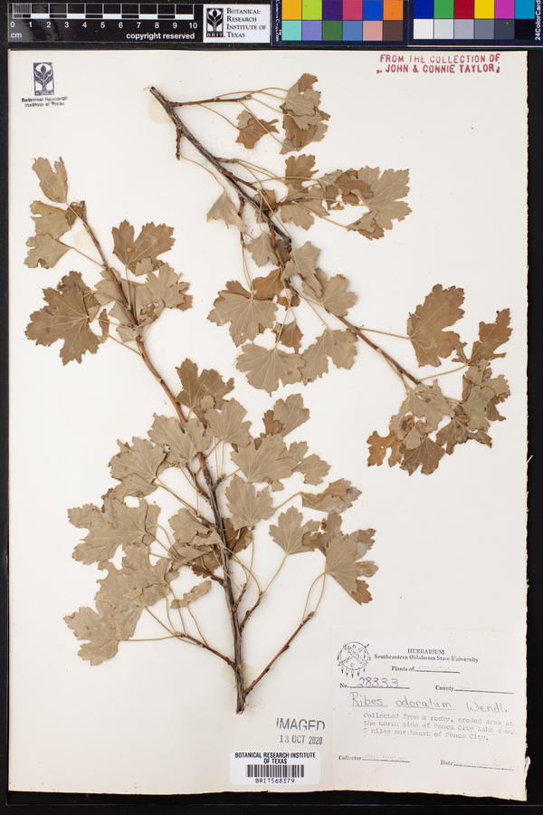Ribes odoratum image