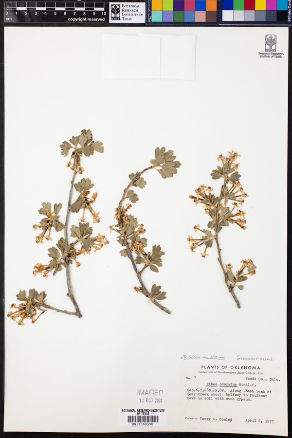 Ribes aureum var. villosum image