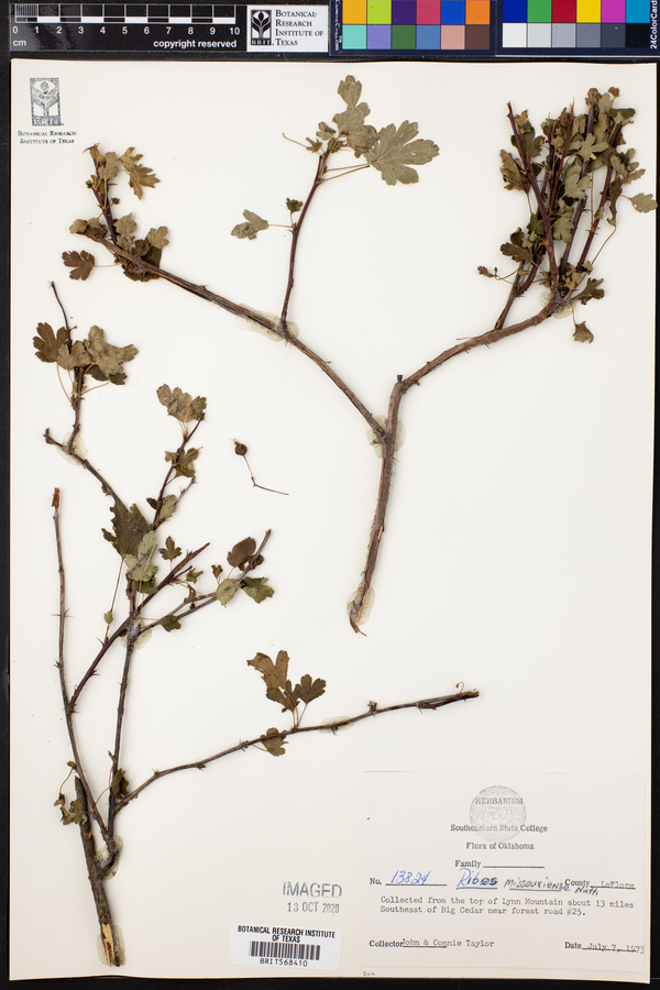 Ribes missouriense image