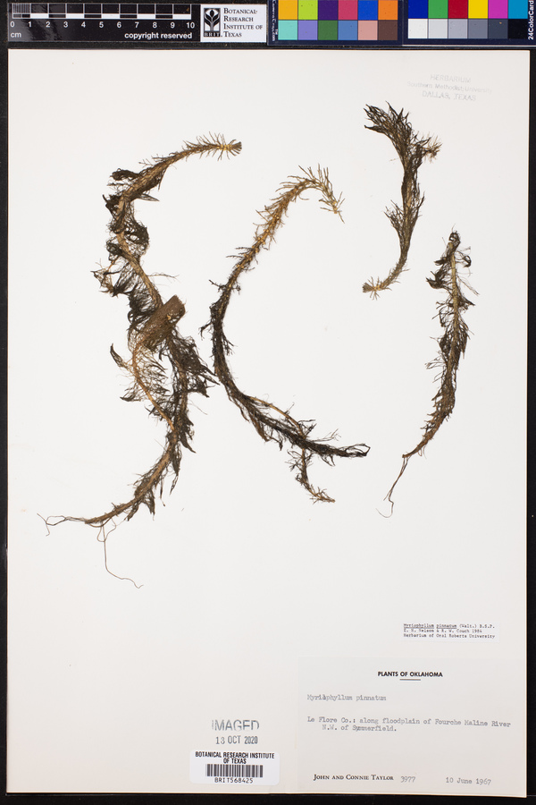 Myriophyllum pinnatum image