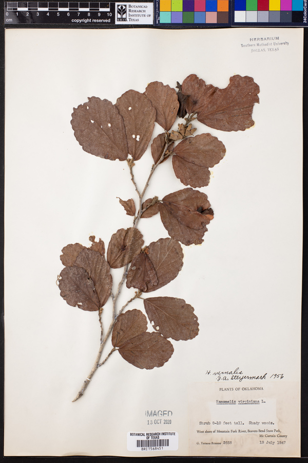 Hamamelis vernalis image