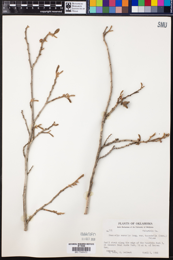 Hamamelis vernalis image