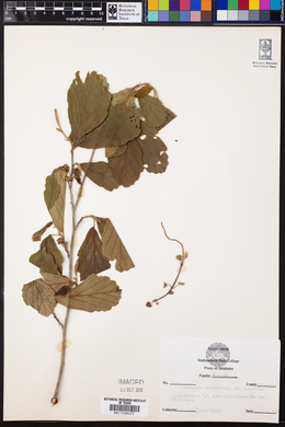 Hamamelis vernalis var. tomentella image
