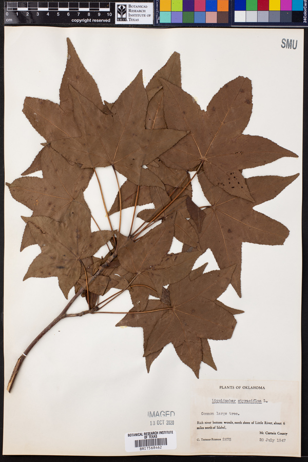 Liquidambar styraciflua image