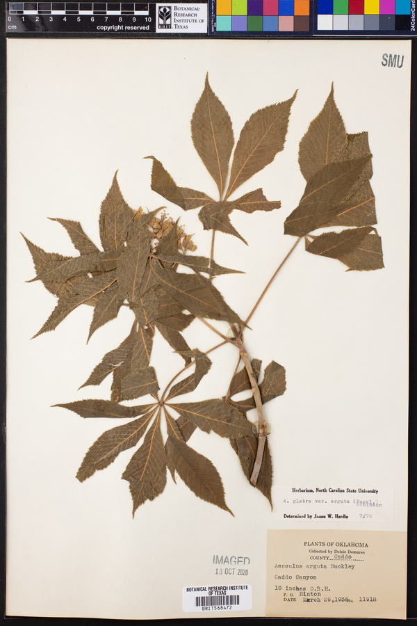 Aesculus glabra image