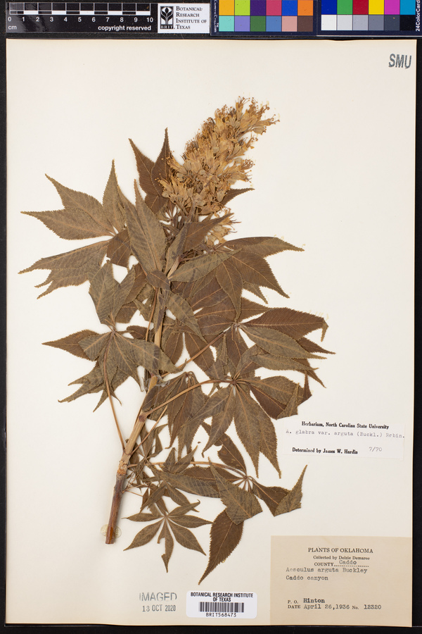 Aesculus glabra var. arguta image