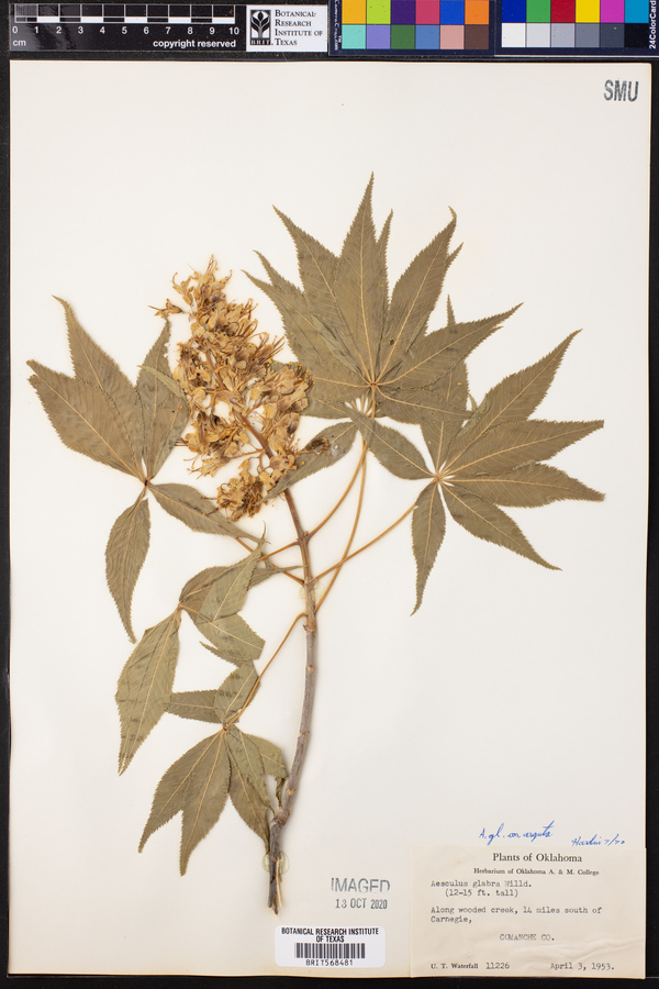 Aesculus glabra var. arguta image