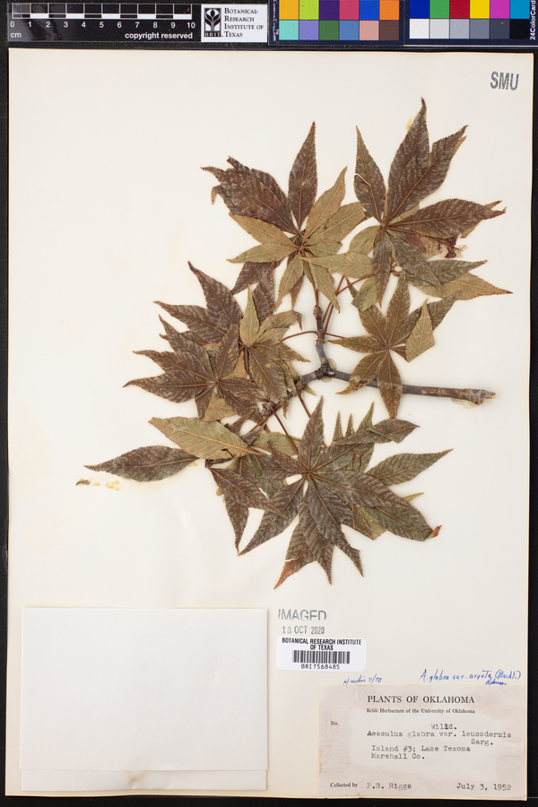 Aesculus glabra var. arguta image